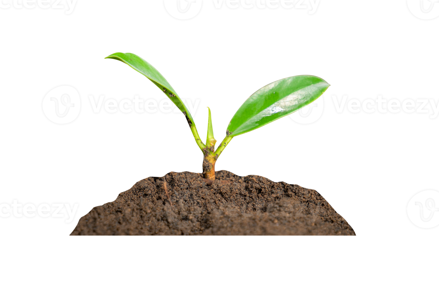 young plant in soil png