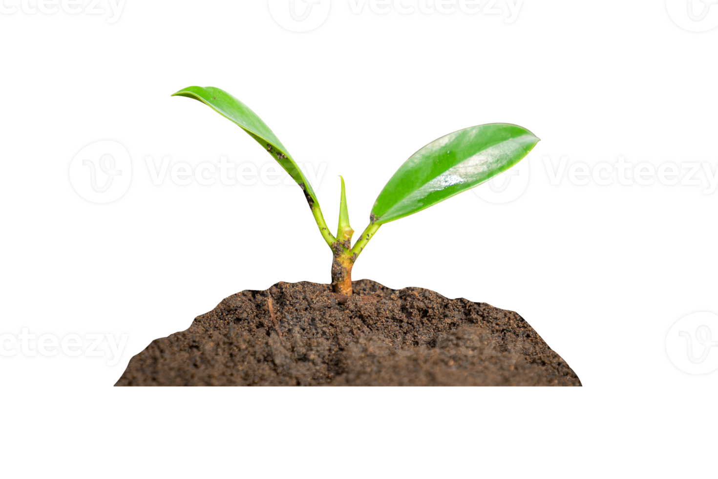 planta joven en el suelo png