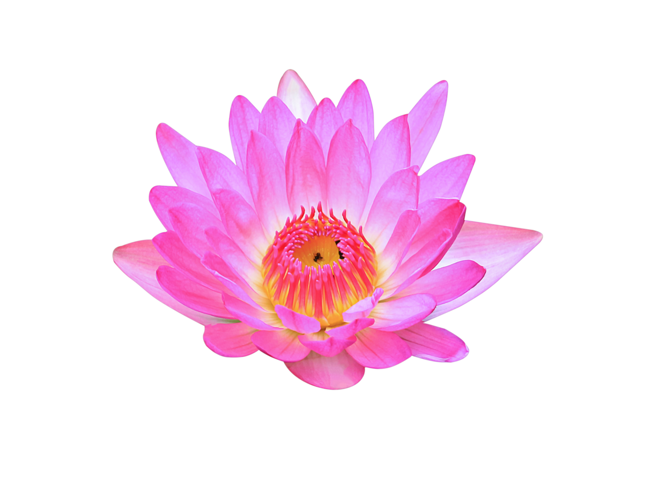 Lotus Blume auf transparent Hintergrund png