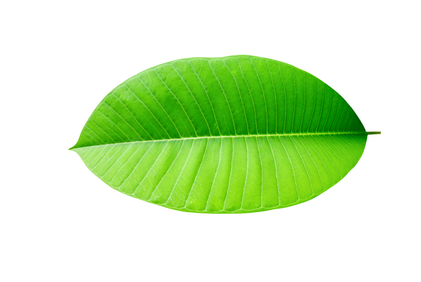 vert feuilles sur transparent Contexte png