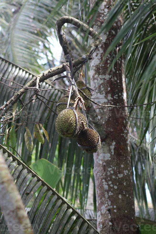 durian trees that are bearing fruit and ready to be harvested. photo