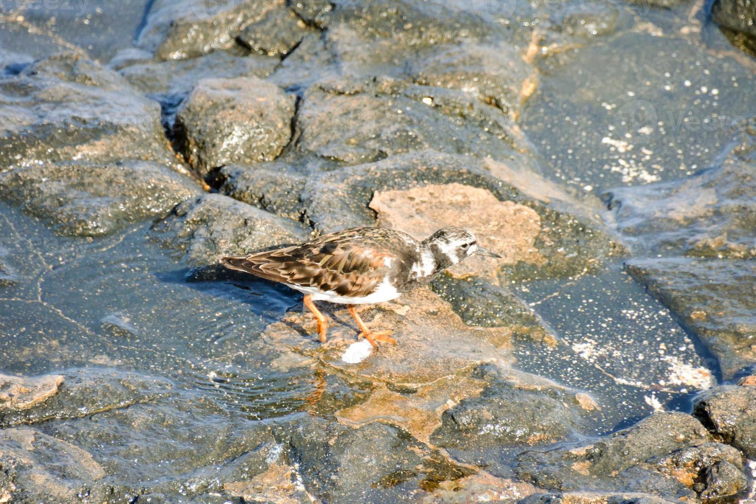 Small bird on the shore photo