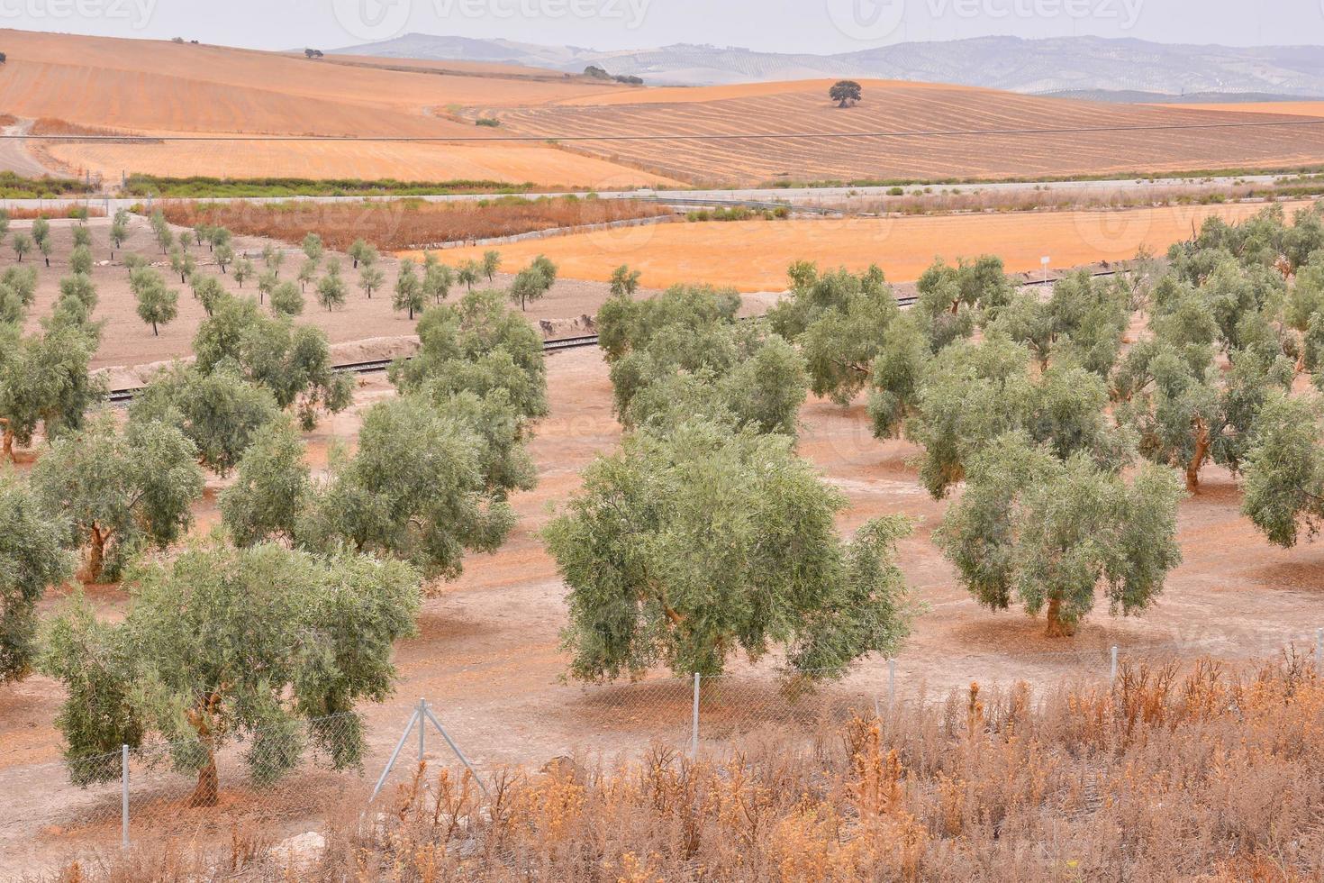 View of the orchard photo