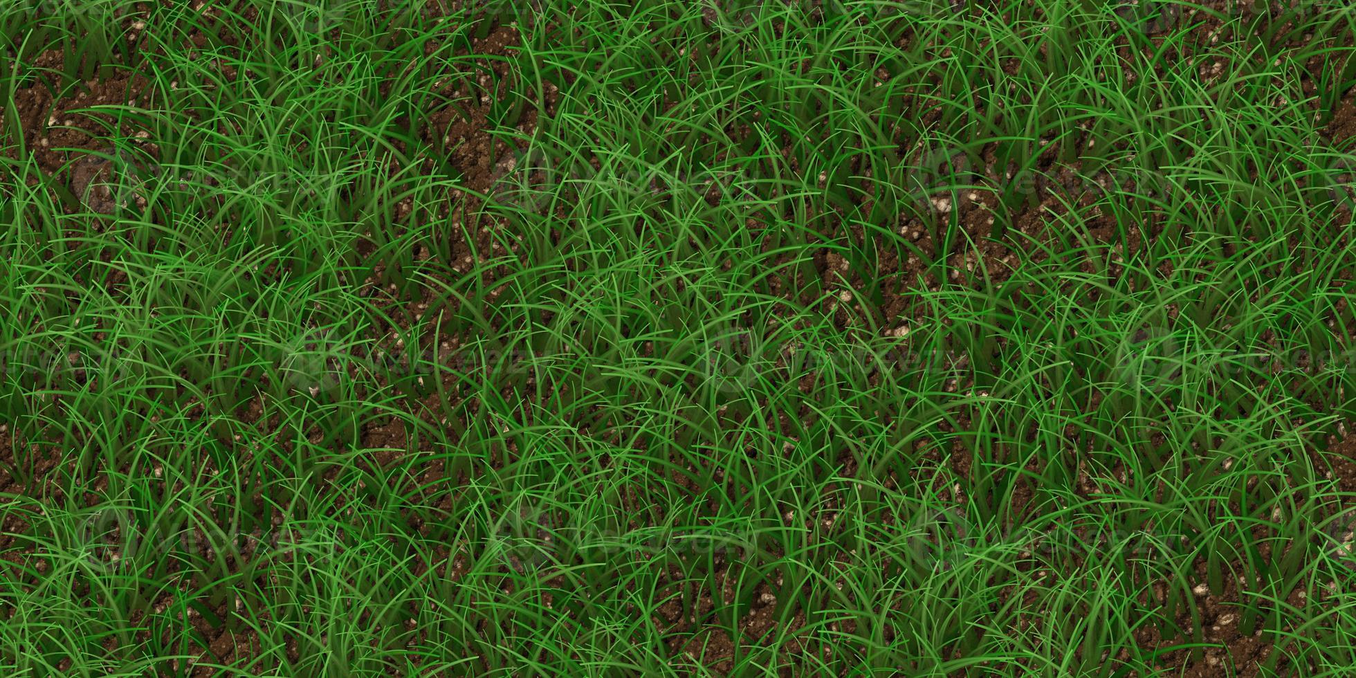 Sparse textured meadow backdrop. Grass texture. Field background. Park lawn pattern. photo