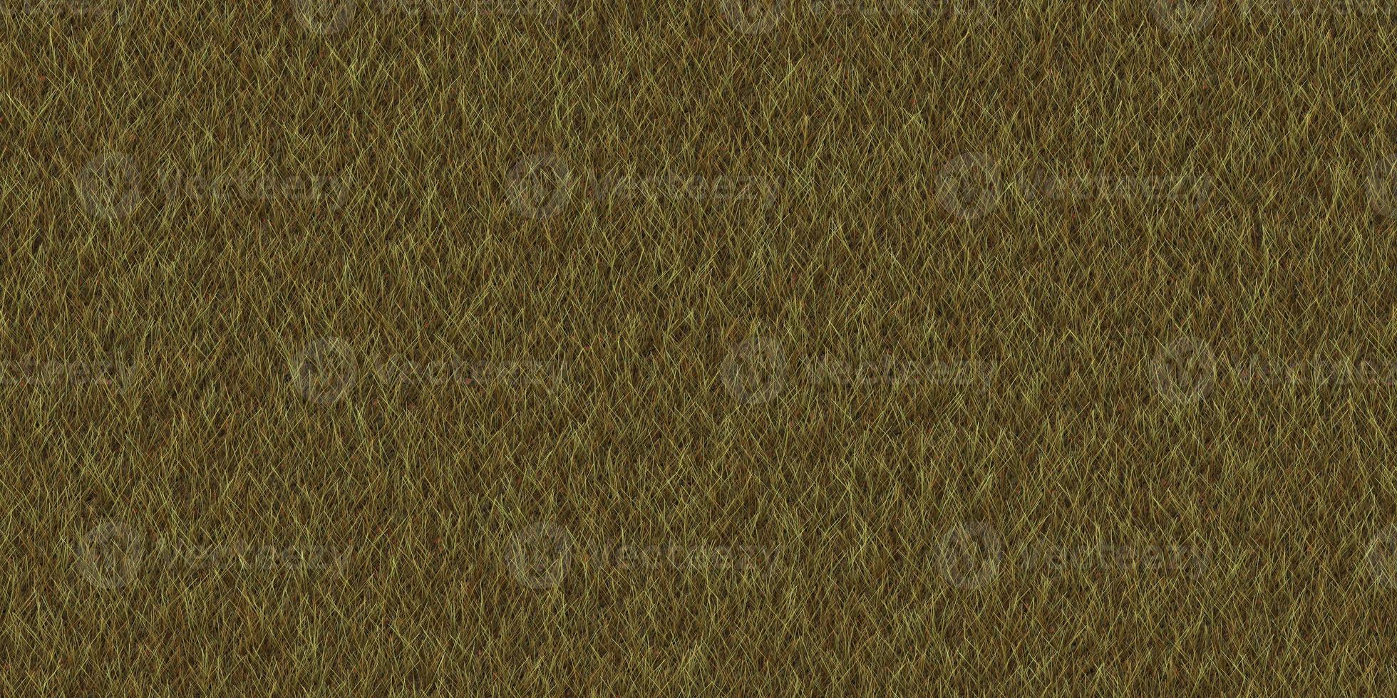 Textured meadow backdrop. Dry grass texture. Field background. Park lawn pattern. photo