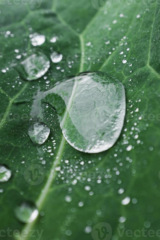 Green leaf with a large drop of dew. Natural, natural photo