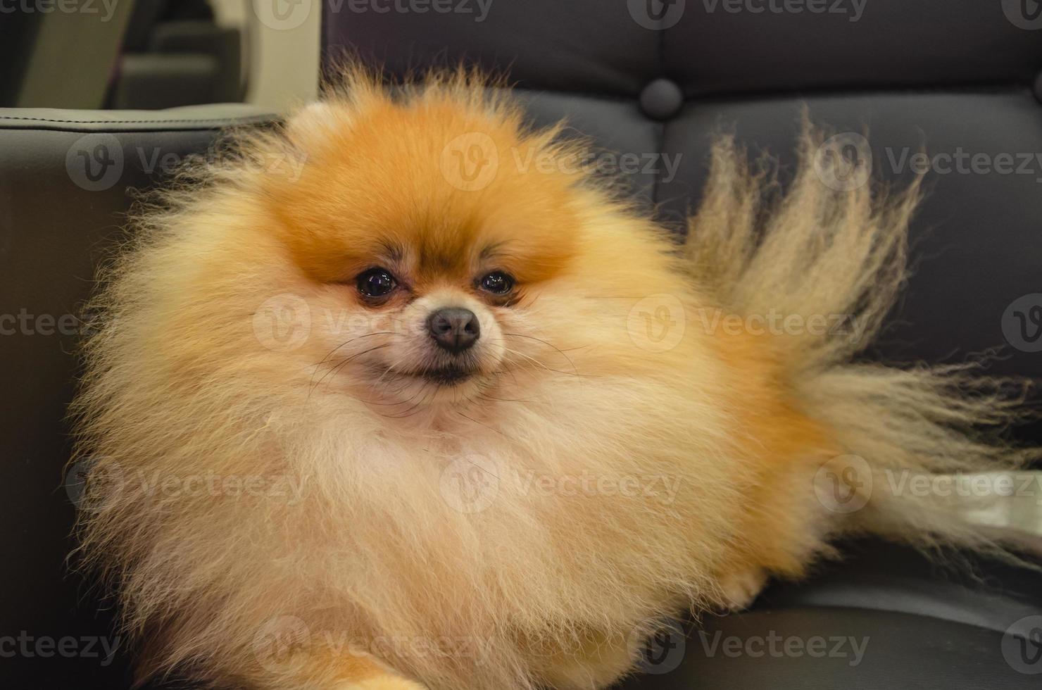 pequeño rojo perro perro de Pomerania retrato foto