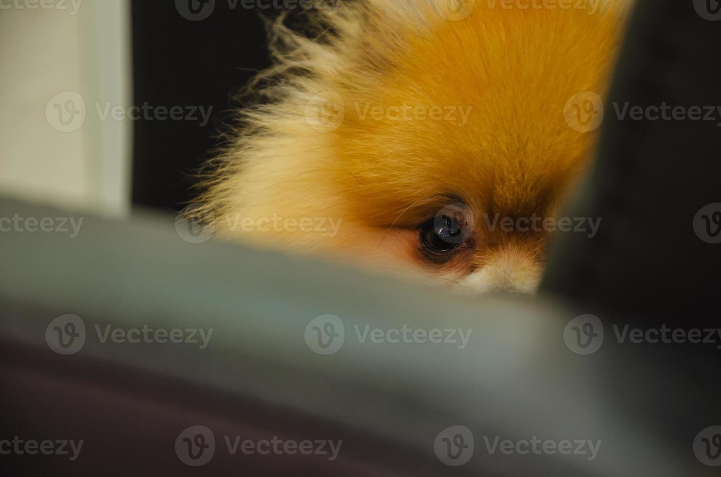 pequeño rojo perro perro de Pomerania retrato foto