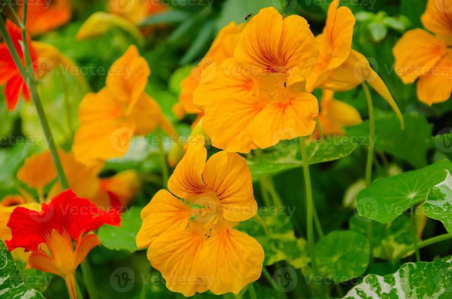 Garden nasturtium or Indian watercress in the garden ,Tropaeolum majus. Design and decoration of the garden with flowers photo