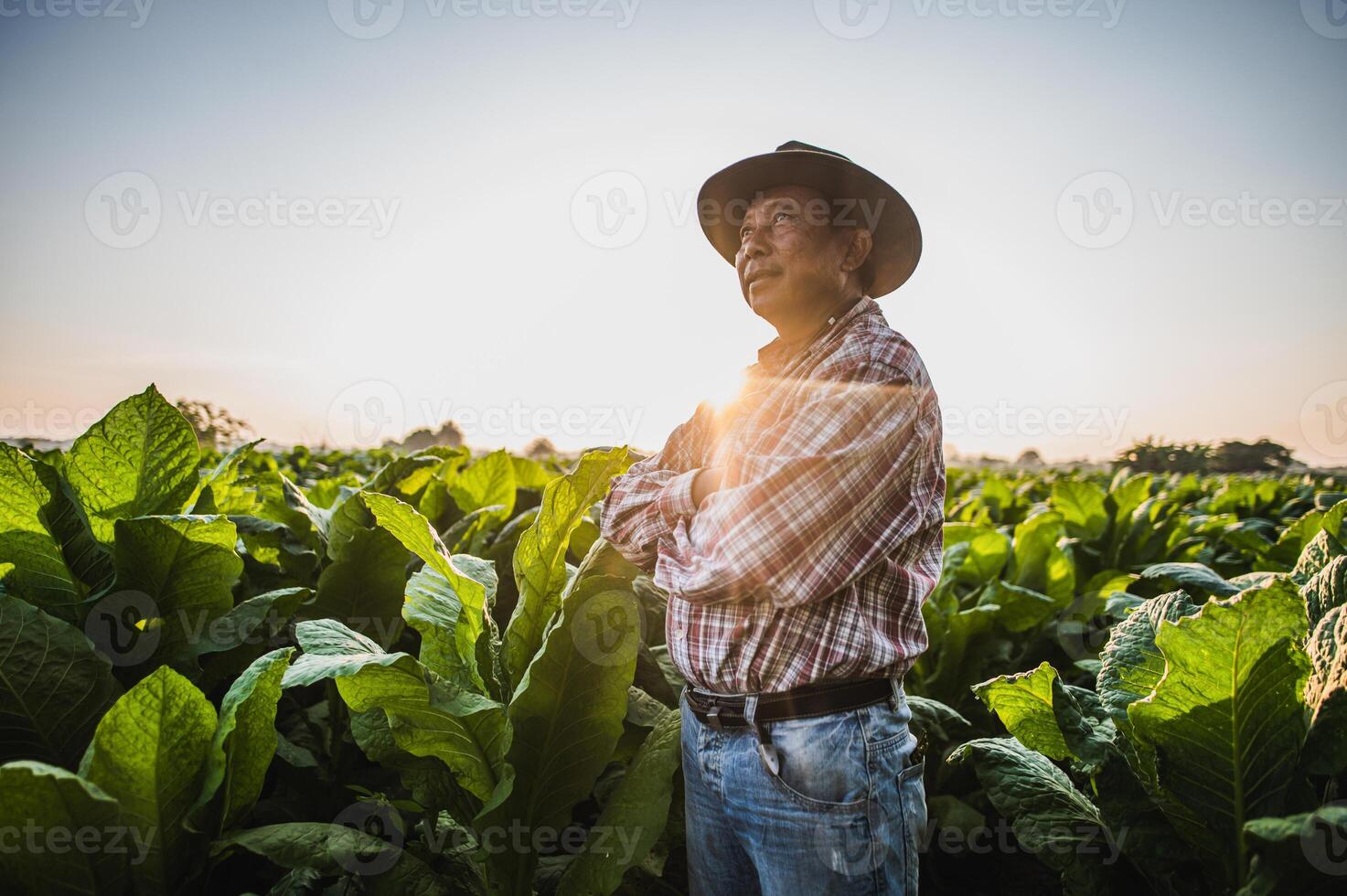 Asian senior male farmer working in tobacco plantation photo