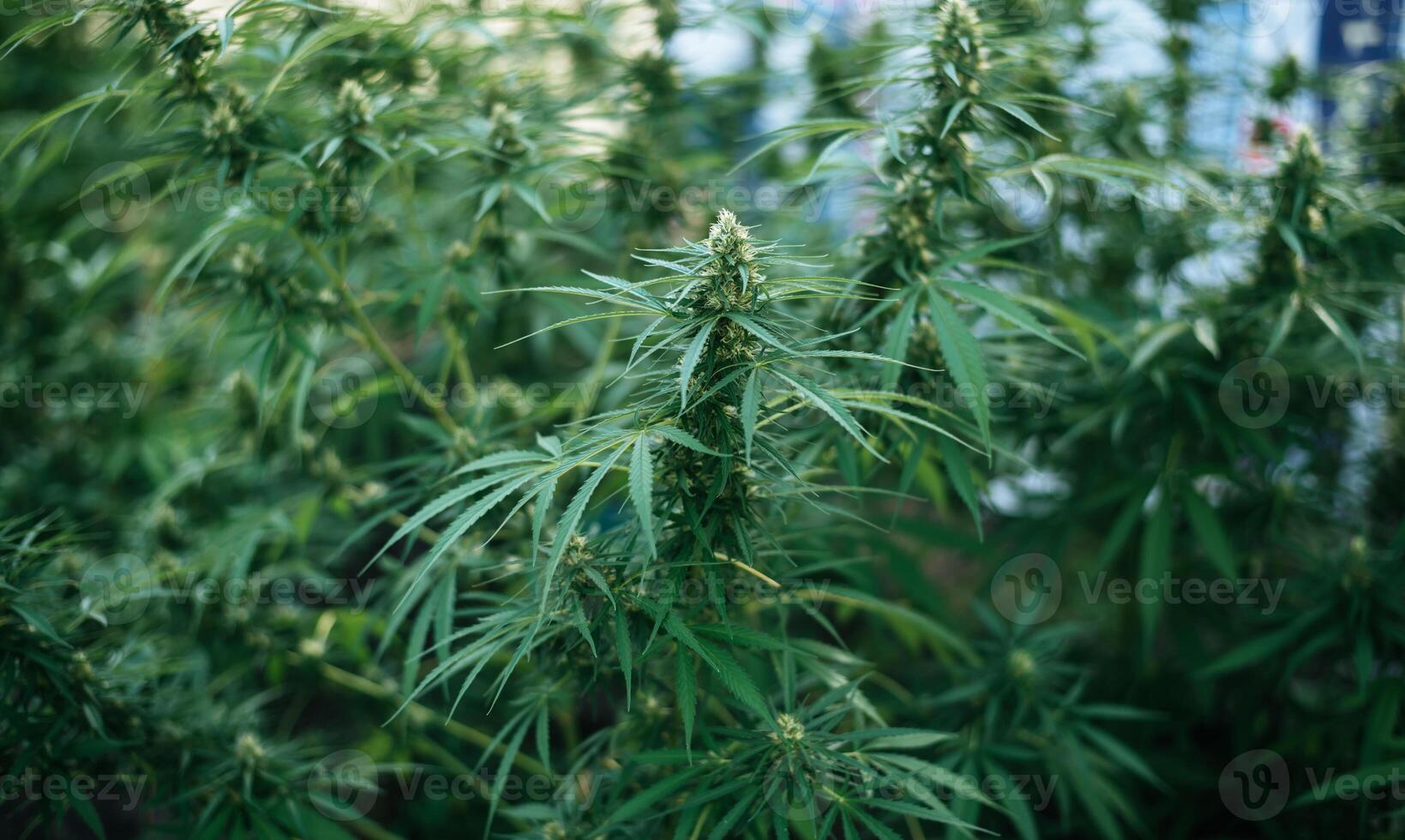 Organic cannabis background herb on the farm. Cannabis leaves of a plant, Cannabis Farm. Cannabis business and alternative medicine concept. photo