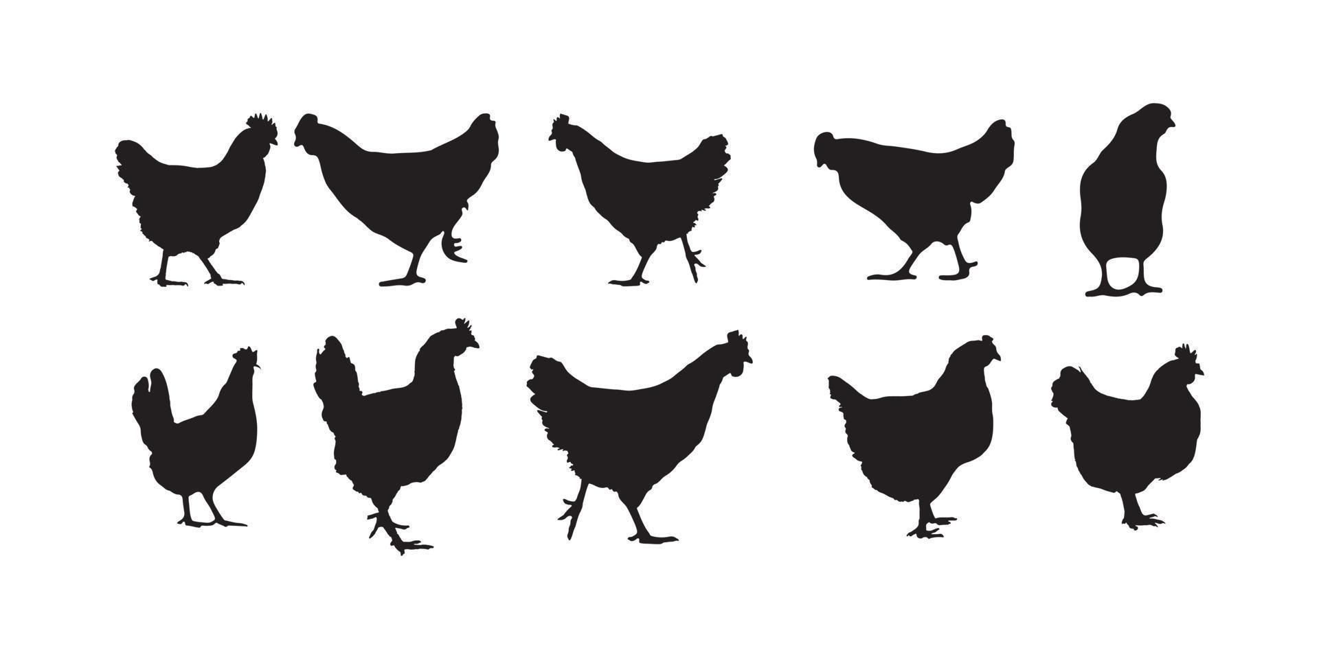 hen, broiler, chicken silhouettes vector illustrator eps10