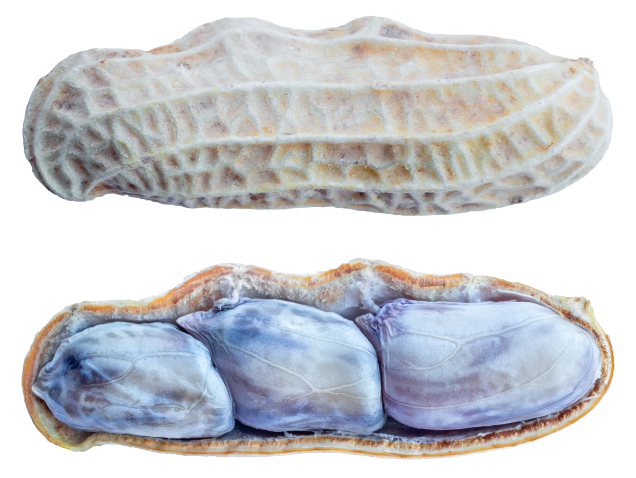 Boiled peanut isolated for design png