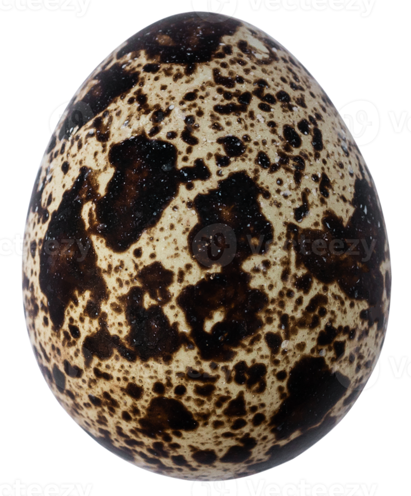 codorniz huevos aislado para diseño png