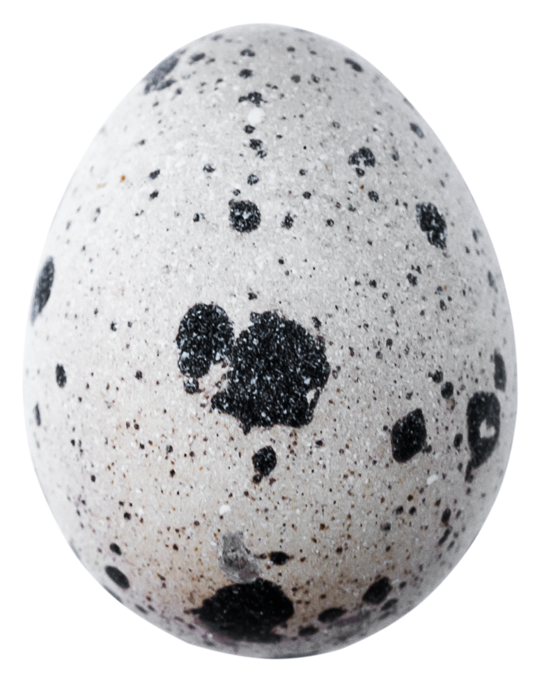 quail eggs isolated for design png