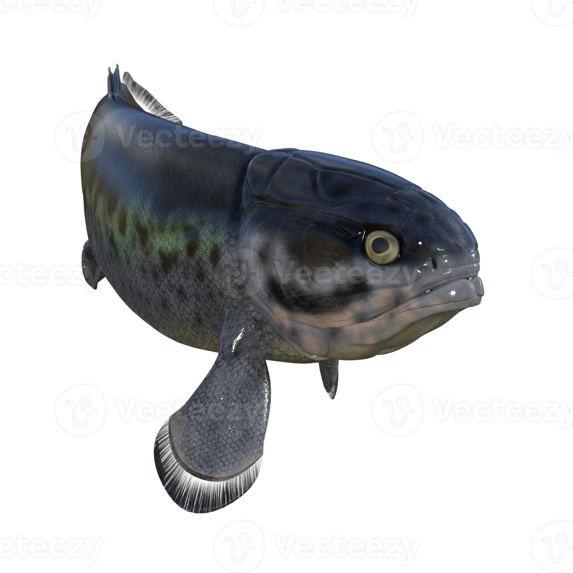 Rhizodus Fish Tail isolated 3d render 20037929 PNG