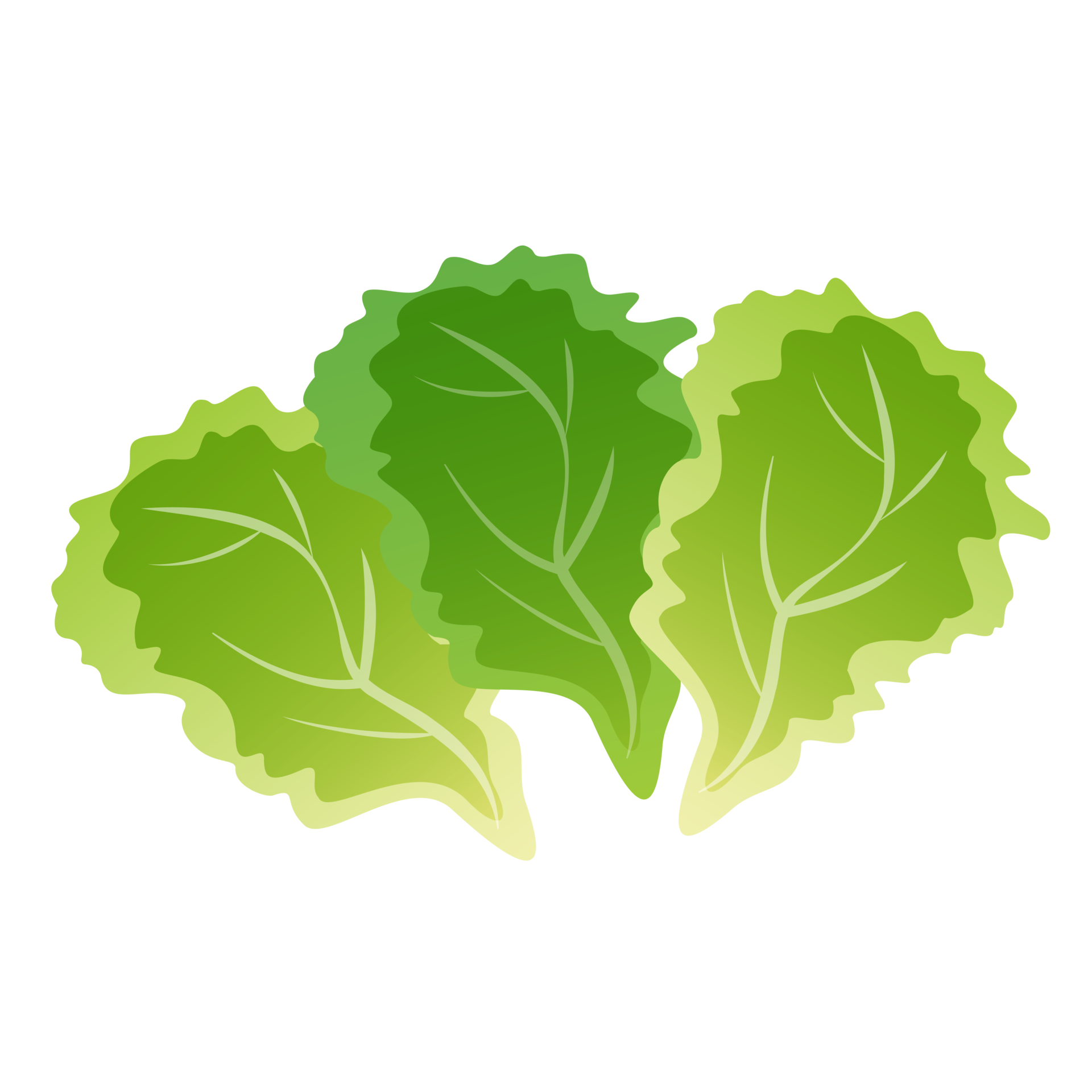 Fresh green leaf lettuce isolated illustration 20038185 PNG