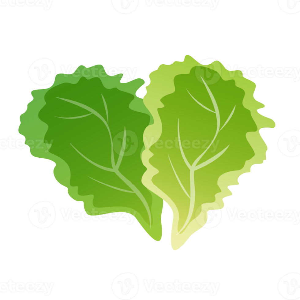 Fresh green leaf lettuce isolated illustration png