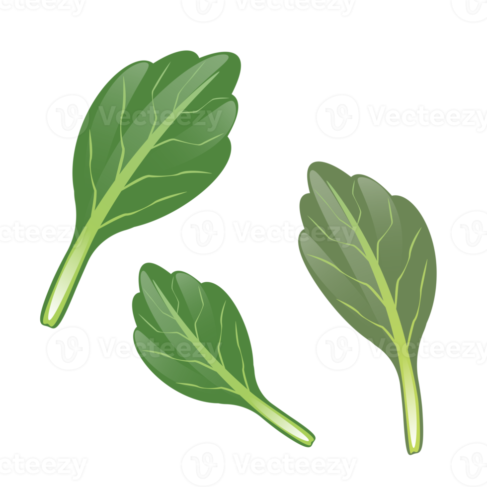 natura biologico verdura cavolo. insalata le foglie png