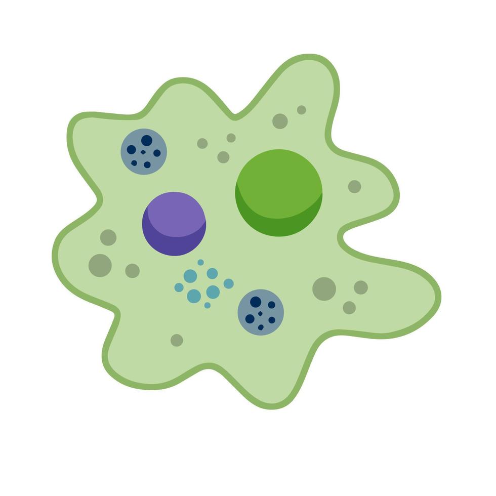 Amoeba cell. Small unicellular animal. Virus and bacteria. Education and science. Flat cartoon illustration vector