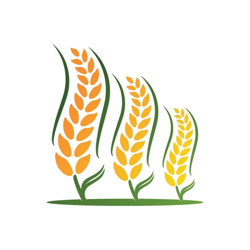 Wheat logo vector icon illustration