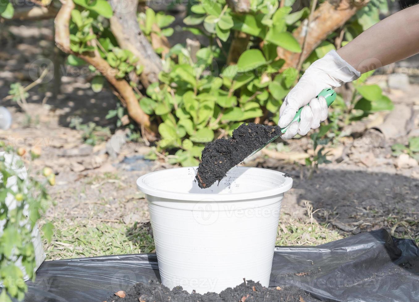 How to repot flowers a home plant. Hands filling a pot with soil. Preparation for transplanting or repotting room plant. photo