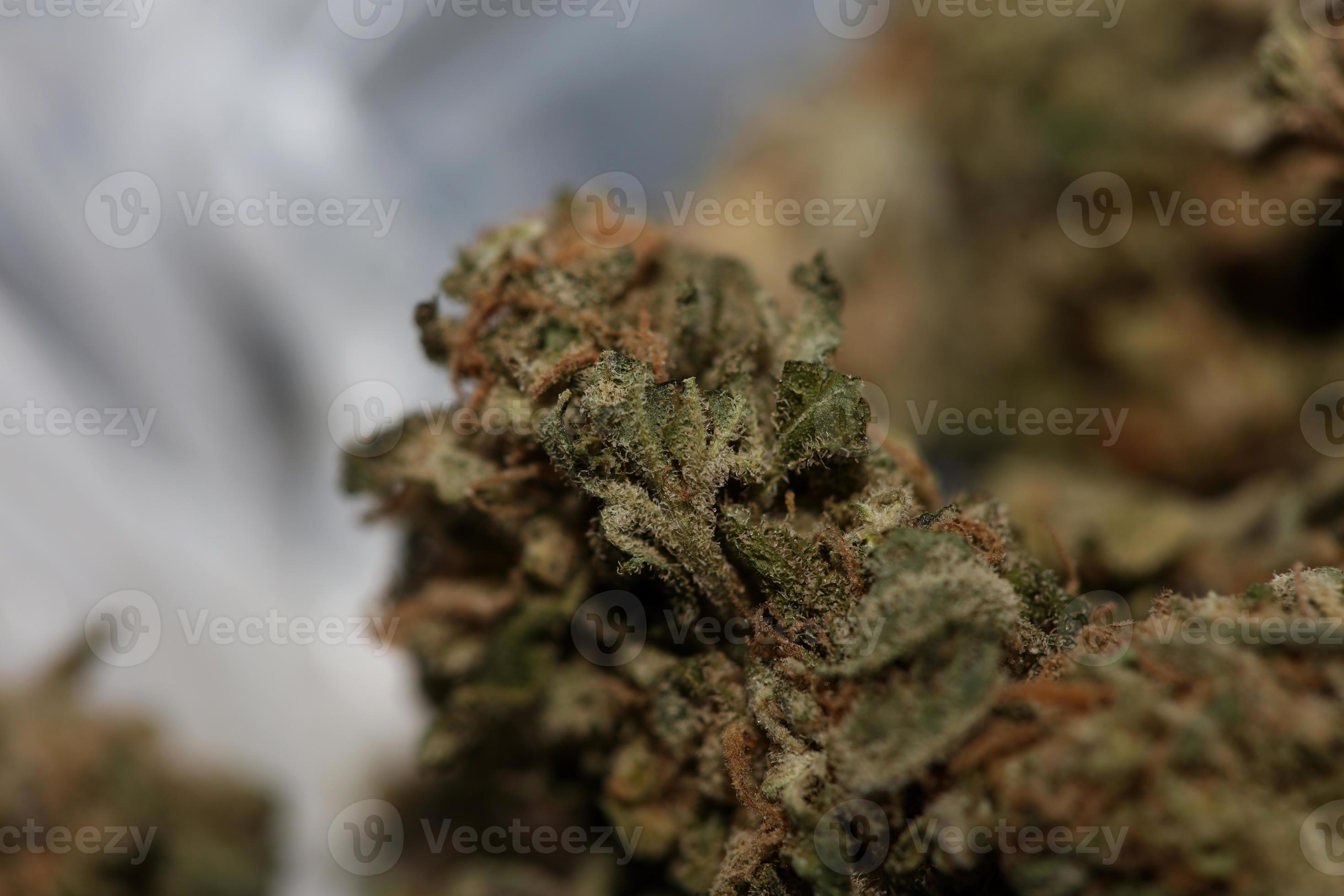 Indica Flower Onlyfans: Creating Waves - k3pn2eq