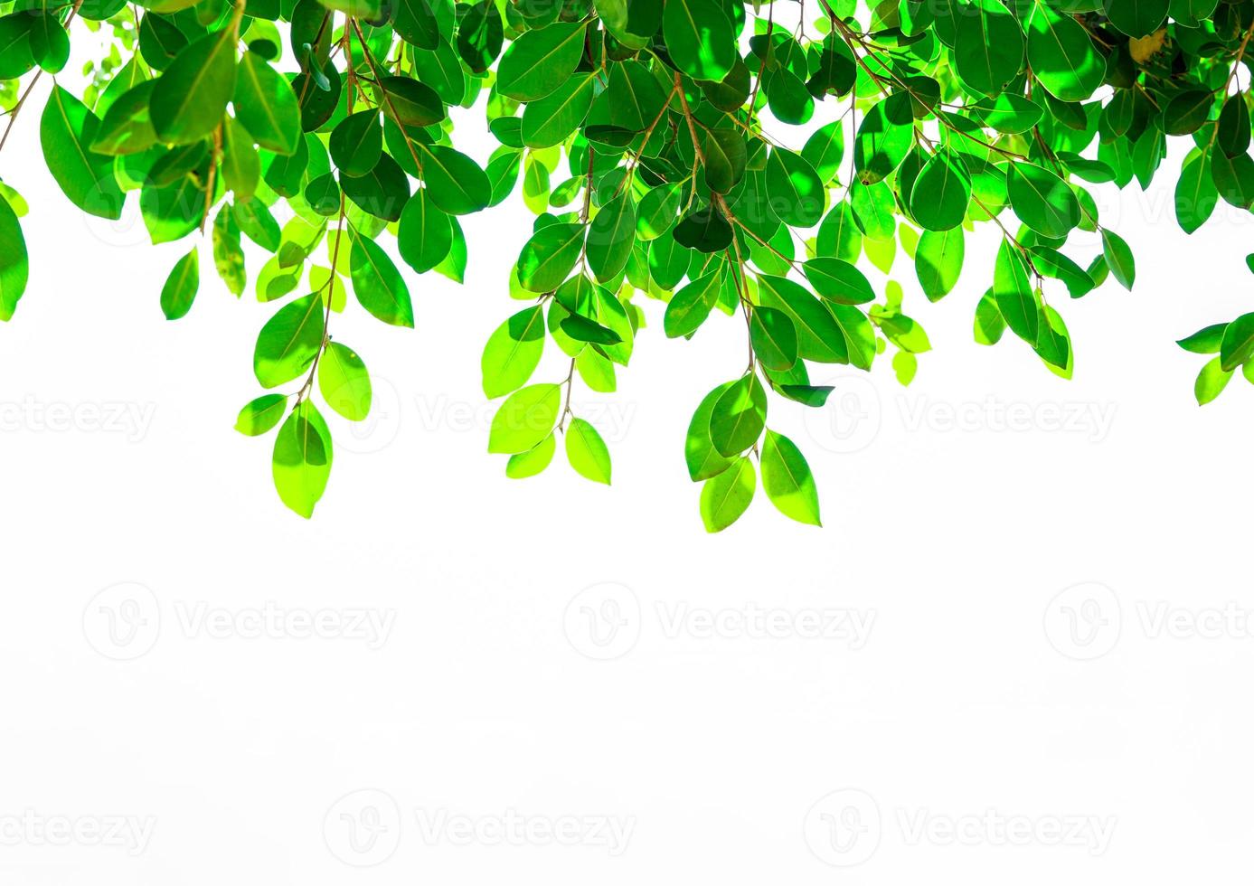 isolated leaf branch on white background It looks beautiful like a watercolor painting. The background concept is from nature. Soft and selective focus. photo