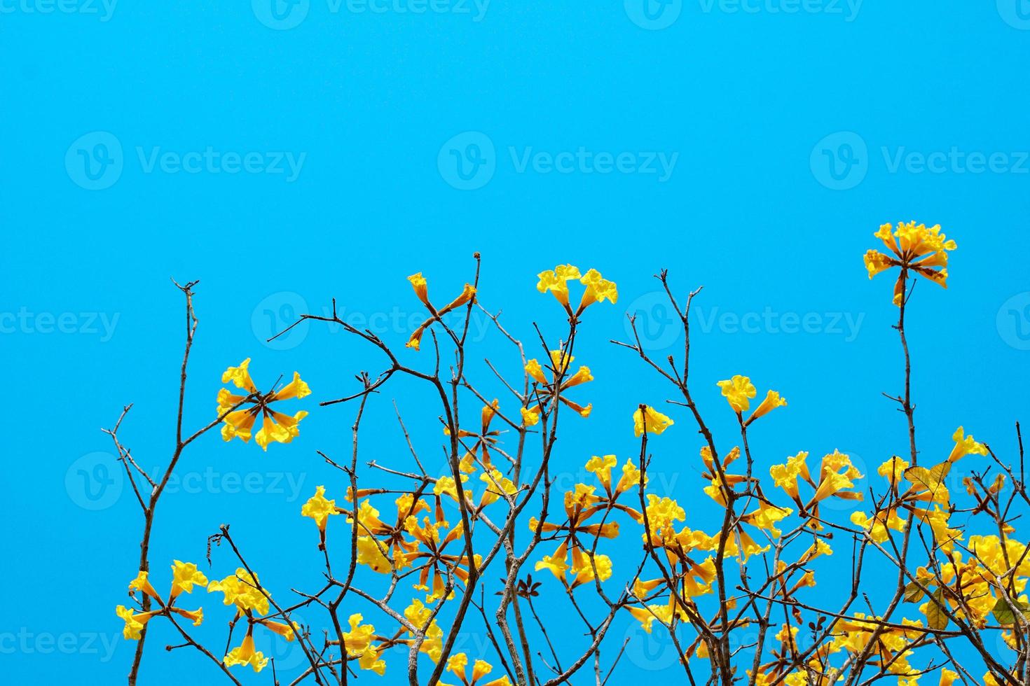 Golden Tree flowers on the daytime blue sky background, yellow flowers. The cup-shaped calyx is hairy brown. The petals are connected to form a trumpet-shaped tube. Nature background concept photo