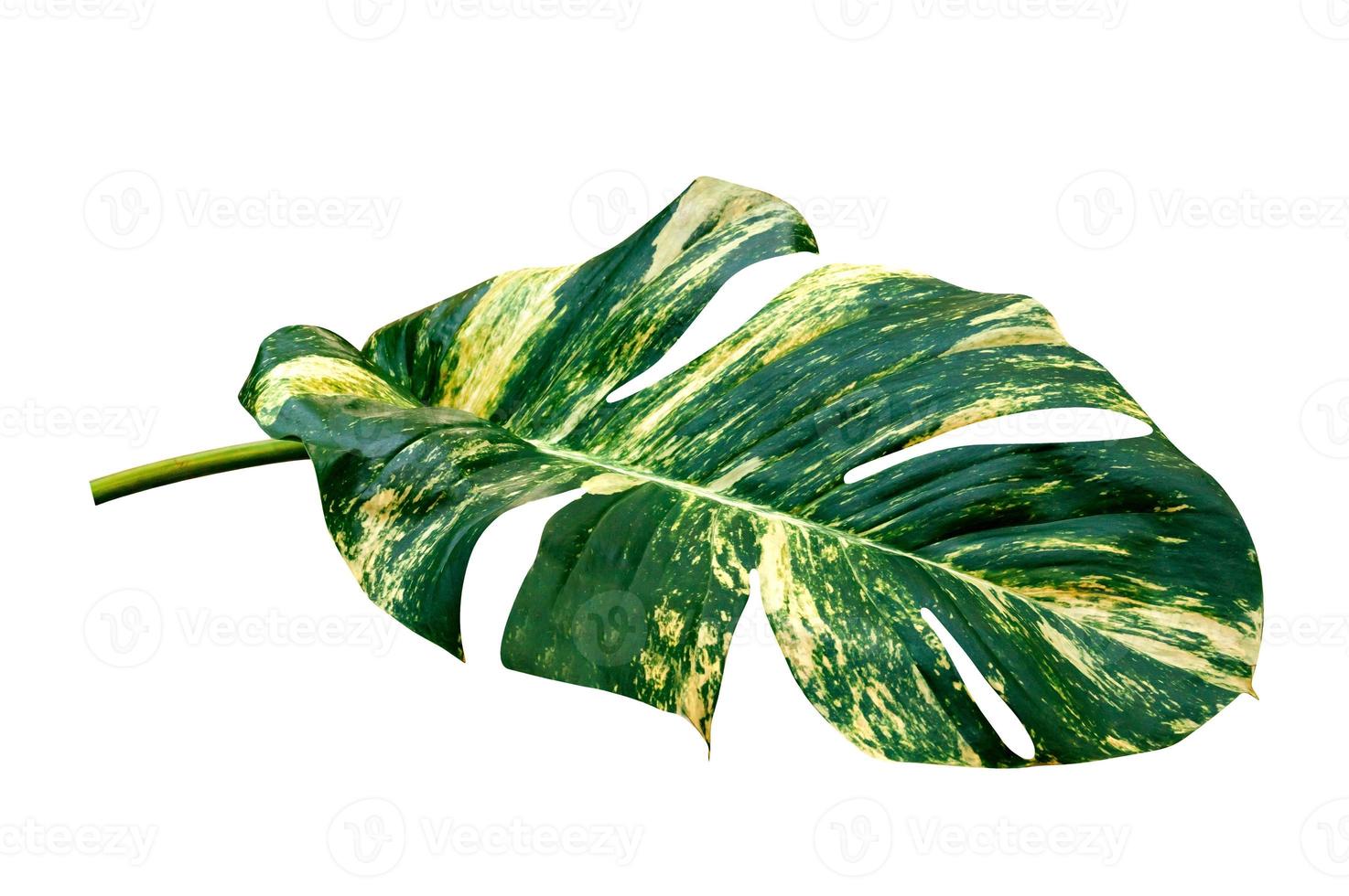 green leaves pattern of Epipremnum aureum foliage isolated on white background,leaf exotic tropical,include clipping path,Devil's ivy, Golden pothos photo