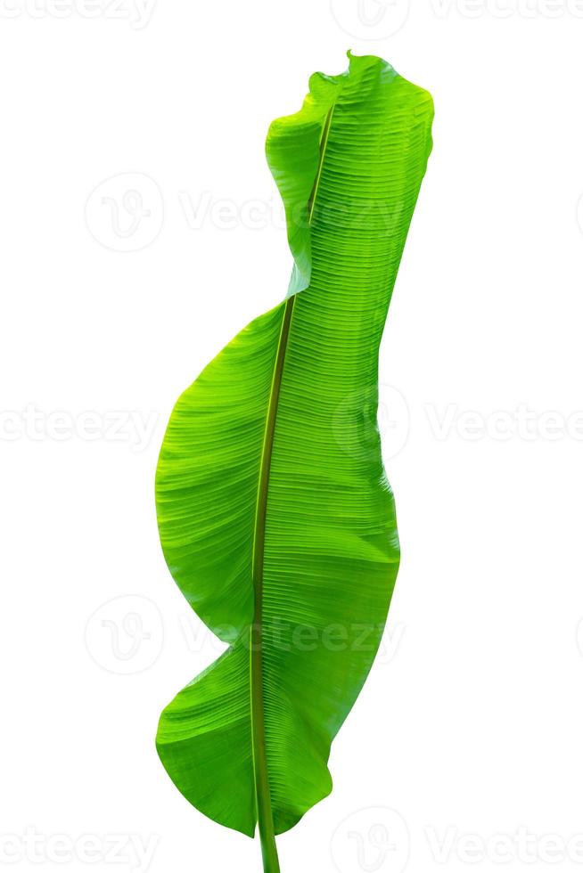 Green leaves pattern,leaf banana isolated on white background,include clipping path photo