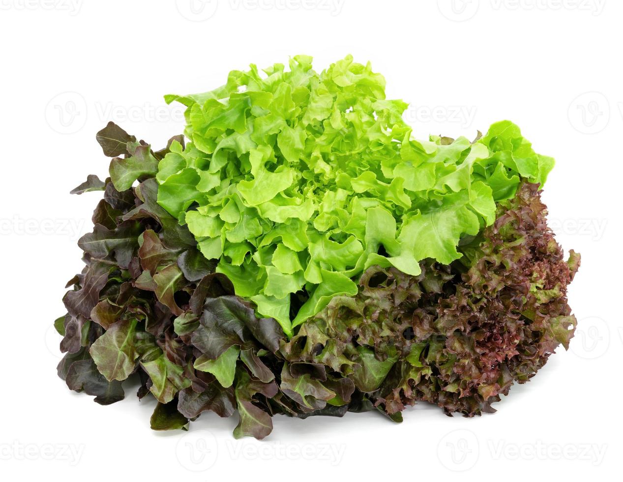 fresh lettuce leaves pattern isolated on white background photo