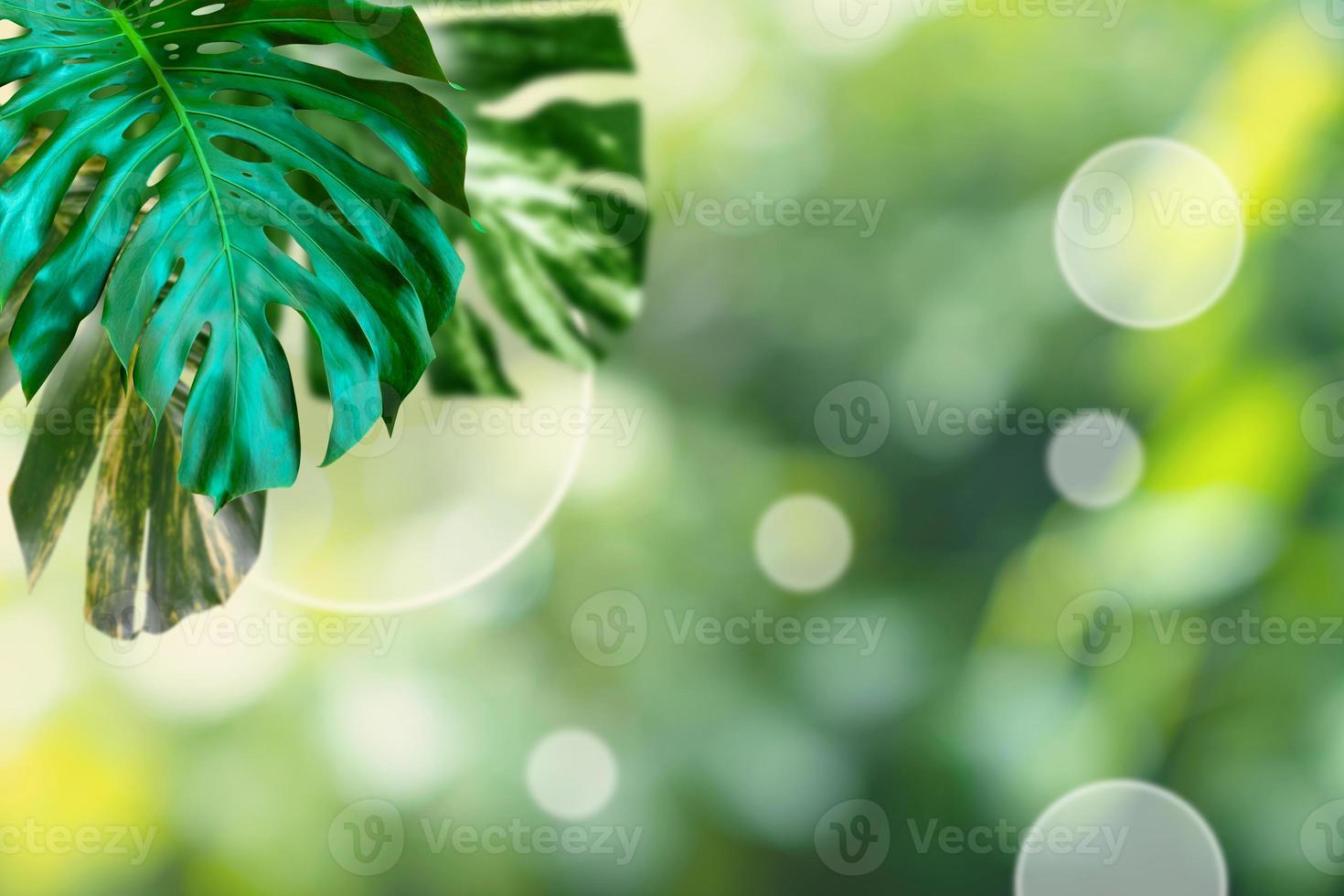 Green leaves pattern for summer or spring season concept,leaf of monstera with bokeh textured background photo
