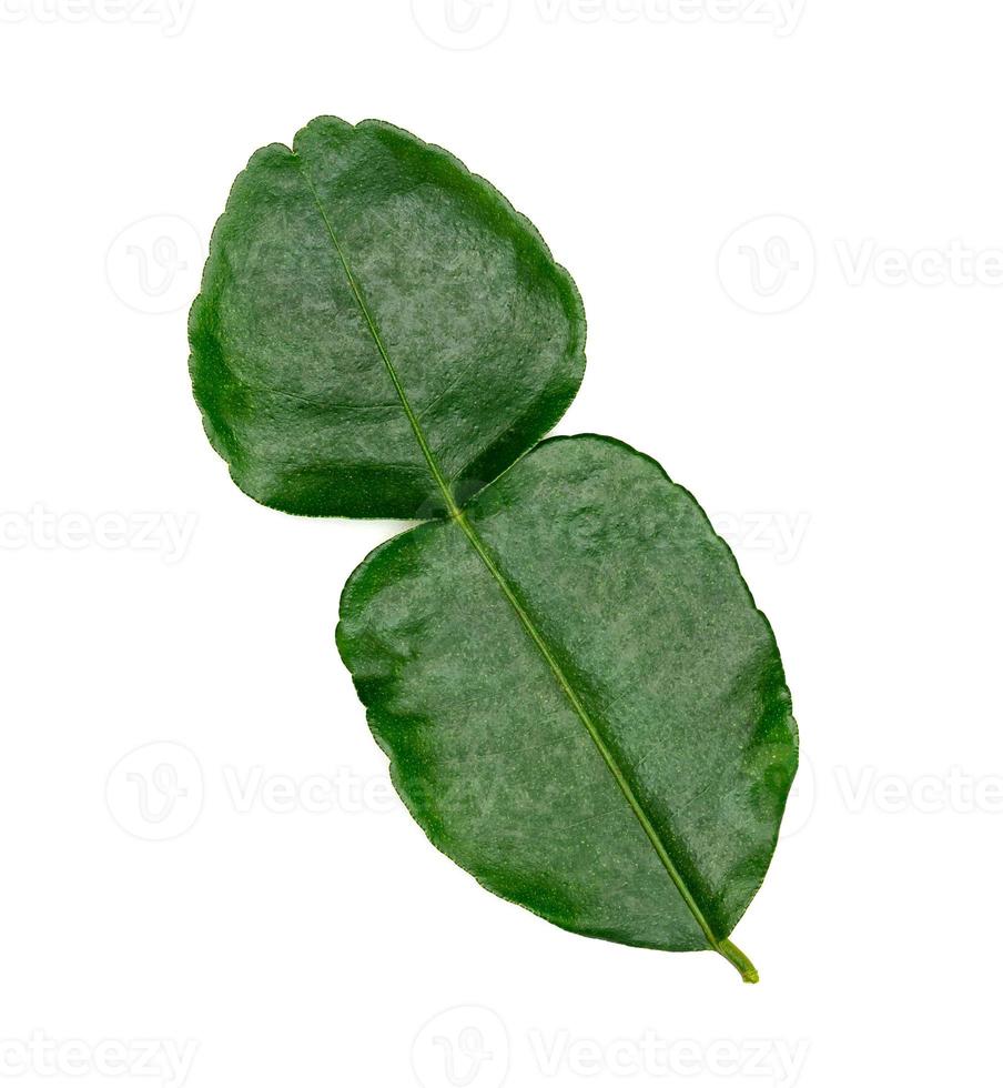 Green leaves pattern,leaf kaffir lime isolated on white background photo