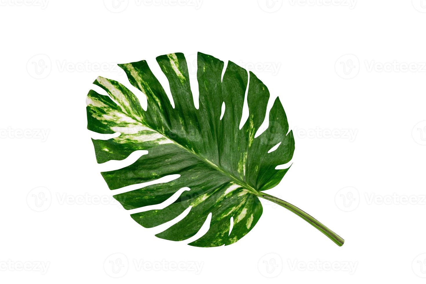 green leaves pattern of Epipremnum aureum foliage isolated on white background,leaf exotic tropical,include clipping path,Devil's ivy, Golden pothos photo