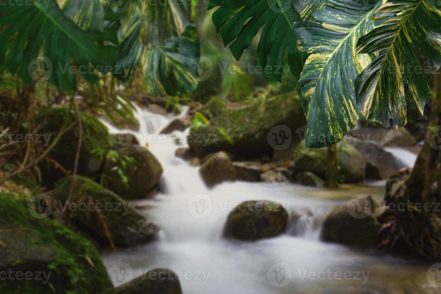 patrón de hojas verdes para el concepto de naturaleza, hoja de epipremnum aureum con agua que fluye borrosa de fondo de arroyo de montaña foto