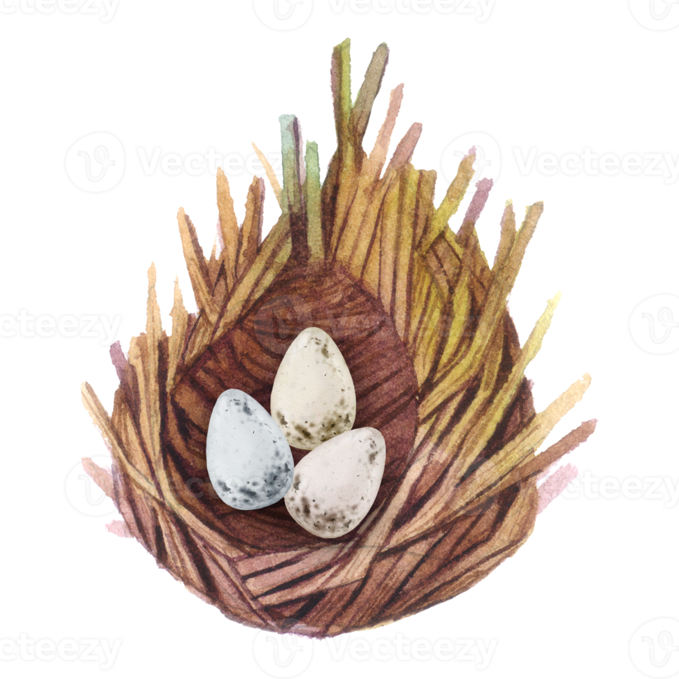 Nest Birdhouse eggs watercolor png