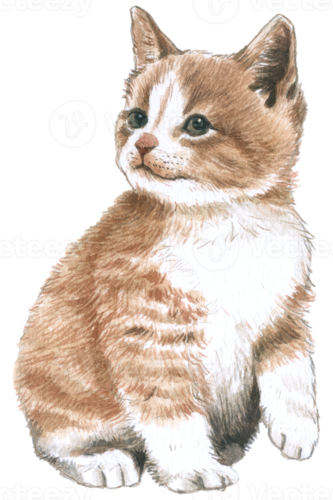 Cute baby cat animal watercolor png