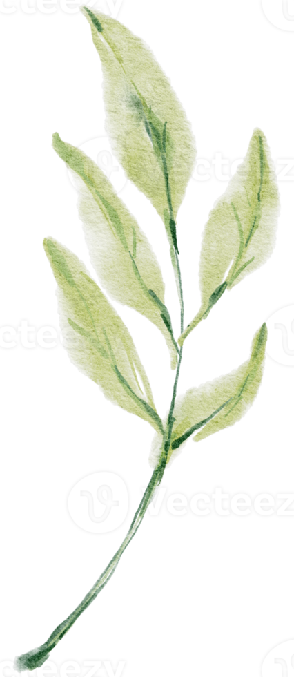 Leaf branch watercolor hand painted png
