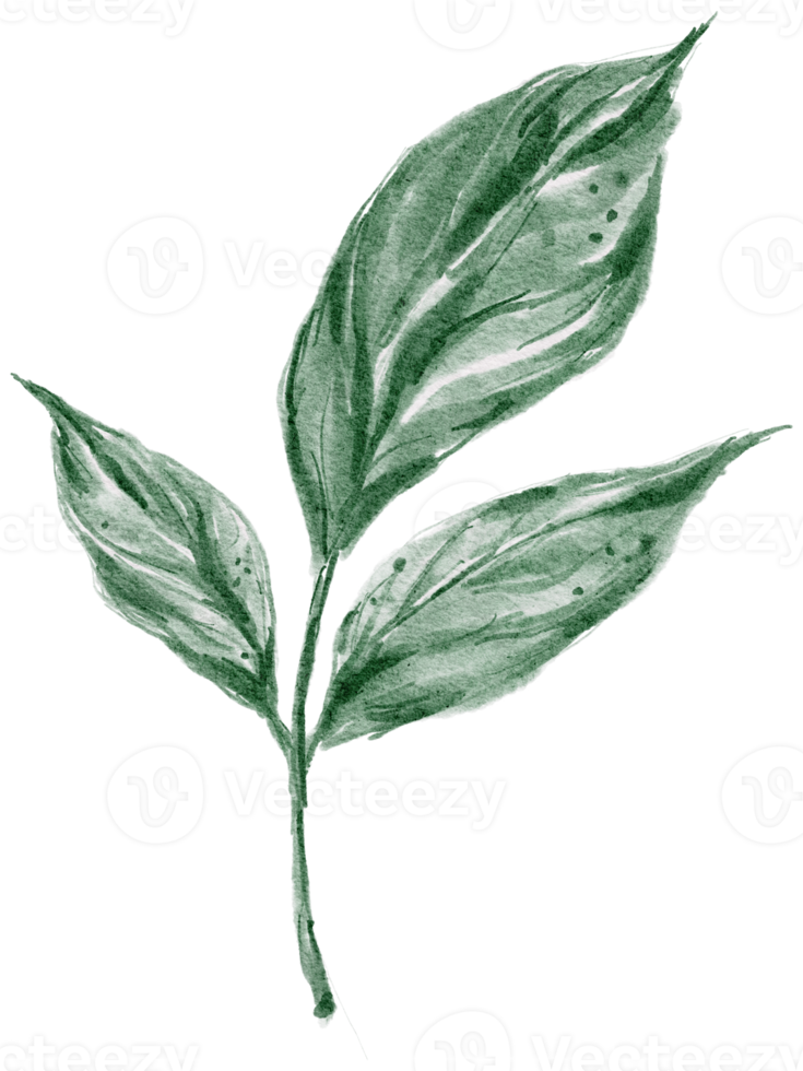 Leaf branch watercolor hand painted png