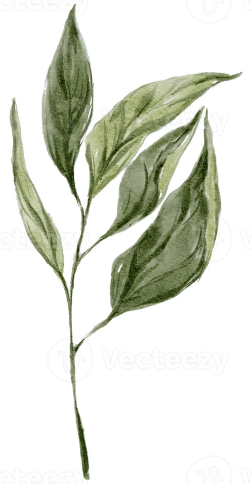 Leaf branch watercolor hand painted png