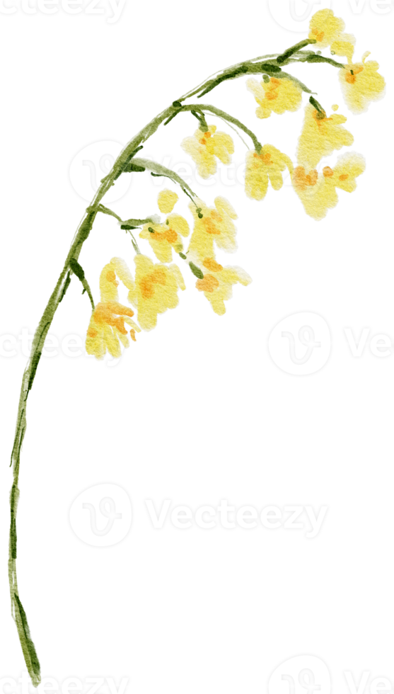 wilde bloemen waterverf voorjaar bloem bloeiend png