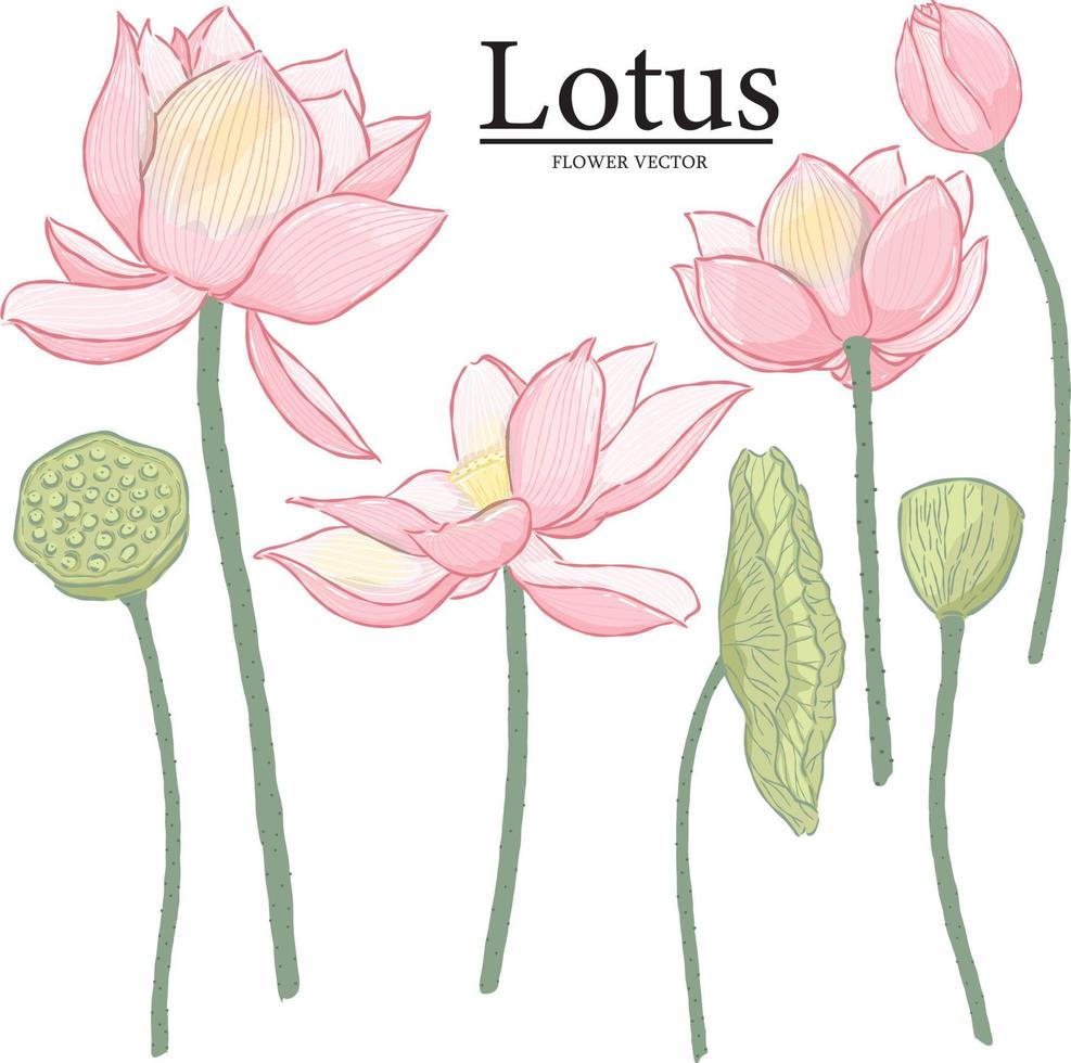 Vector hand drawn lotus flower elements