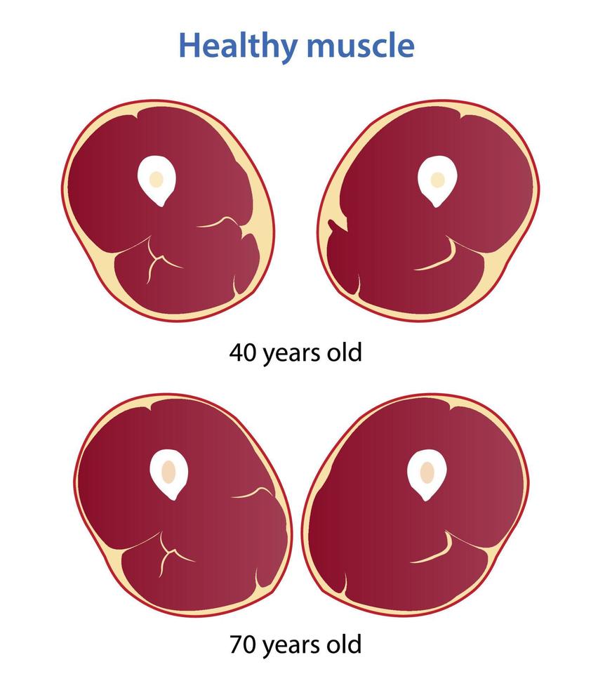 Healthy muscle mass and strength vector illustration isolated on white background.