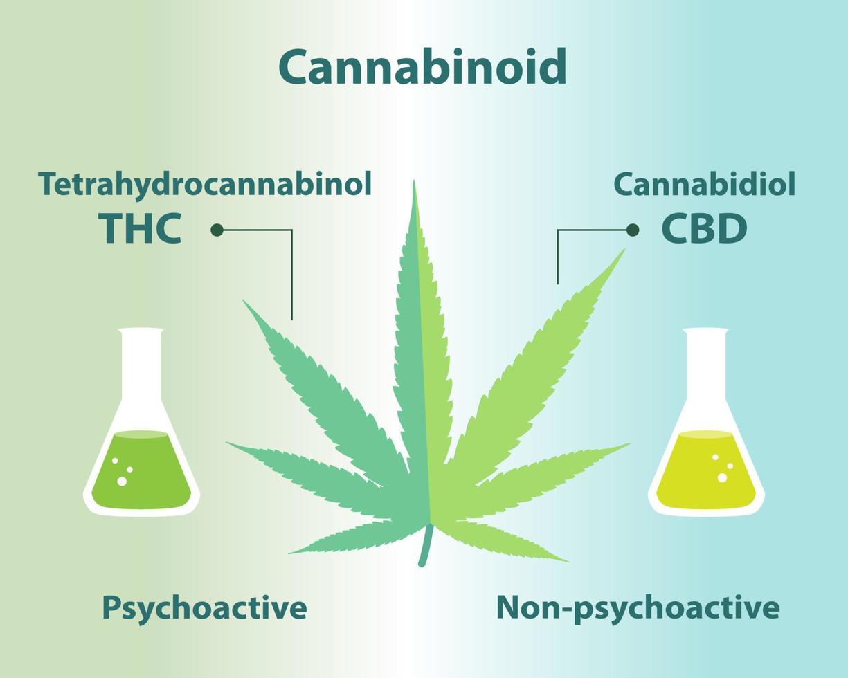 The differences between cannabinoid in cannabis vector illustration.