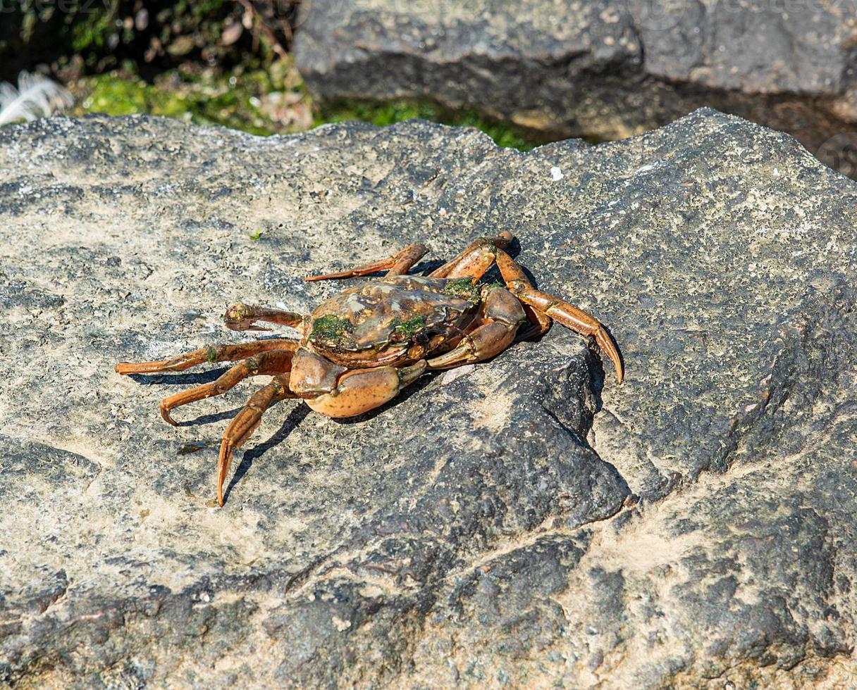 sea crab sits on a rock photo