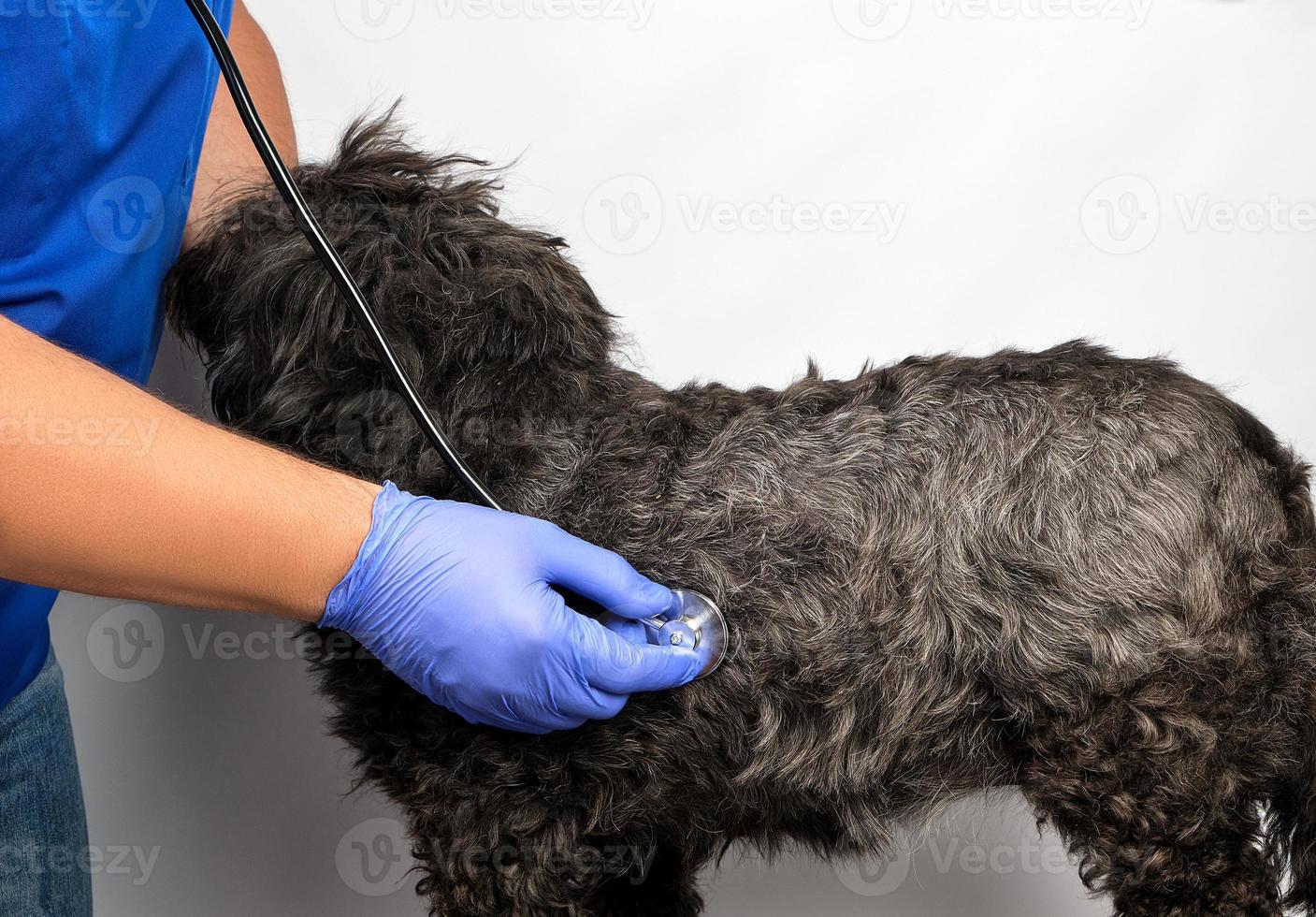 veterinarian in a blue uniform bugs the heartbeat of a black fluffy dog photo