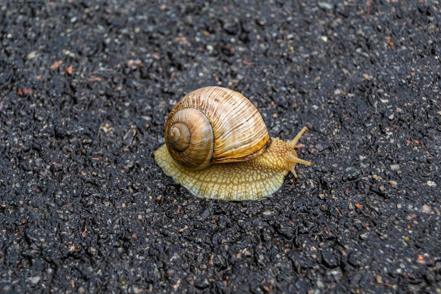 Big garden snail in shell crawling on wet road hurry home photo