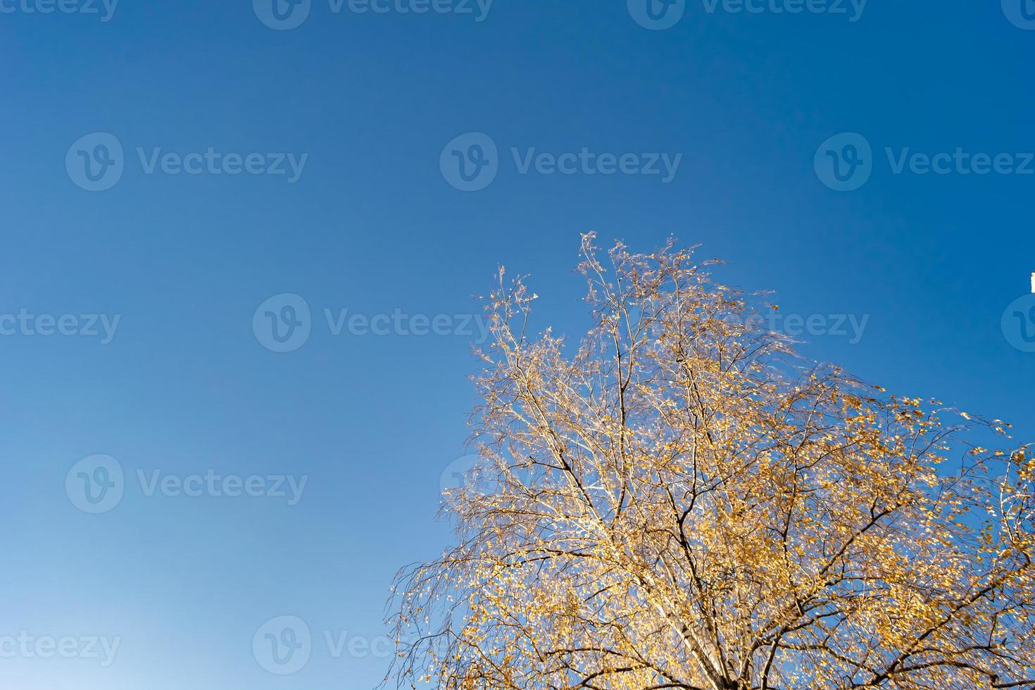 Photography on theme large beautiful autumn birch tree on background bright sky photo