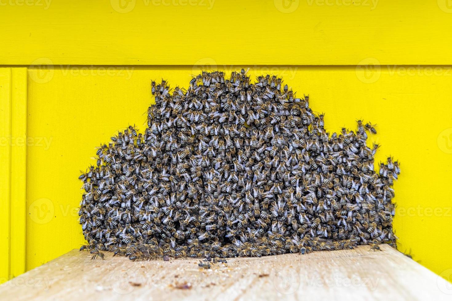 Winged bee slowly flies to beehive collect nectar on private apiary photo